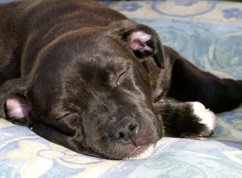 The final podium position for Staffordshire Bull Terriers goes to Lola. It's a Spanish name that's a shortened form of Dolores, meaning 'sorrow'.