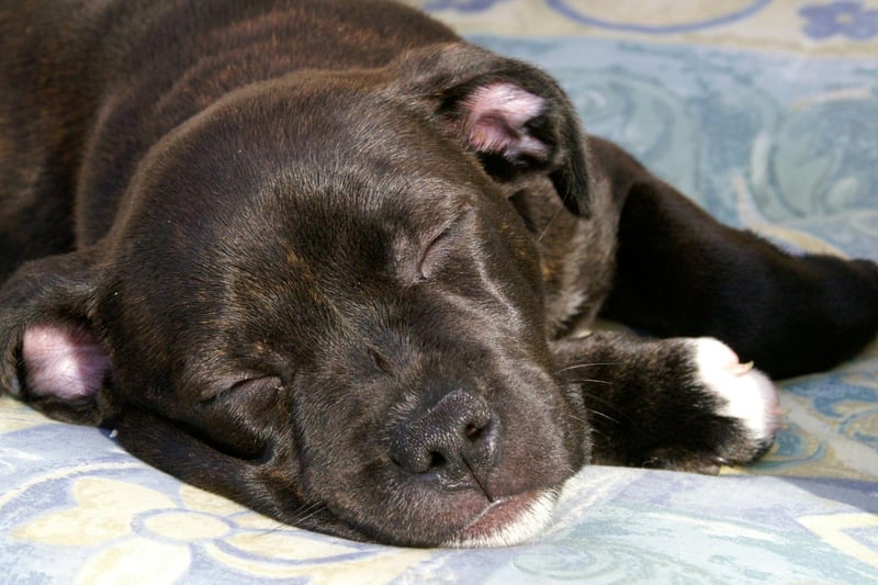 The final podium position for Staffordshire Bull Terriers goes to Lola. It's a Spanish name that's a shortened form of Dolores, meaning 'sorrow'.