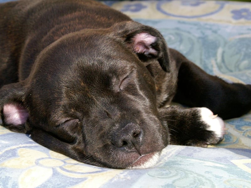 The final podium position for Staffordshire Bull Terriers goes to Lola. It's a Spanish name that's a shortened form of Dolores, meaning 'sorrow'.