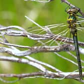 The striking Northern Emerald dragonfly had been identified living in a single pool by a loch on the Balmacara Estate, near the scenic village of Plockton, in Wester Ross. Picture: Dave Ashton
