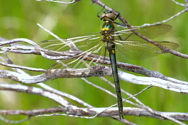The striking Northern Emerald dragonfly had been identified living in a single pool by a loch on the Balmacara Estate, near the scenic village of Plockton, in Wester Ross. Picture: Dave Ashton