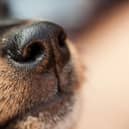 These are the dogs with the most sensitive sense of smell in the canine world.