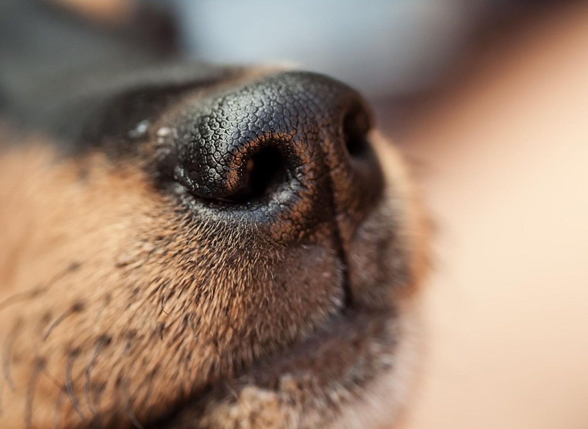 do dogs have the best sense of smell