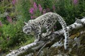 A snow leopard.