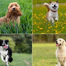 These are the most popular dog breeds in different parts of the world