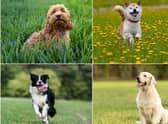 These are the most popular dog breeds in different parts of the world