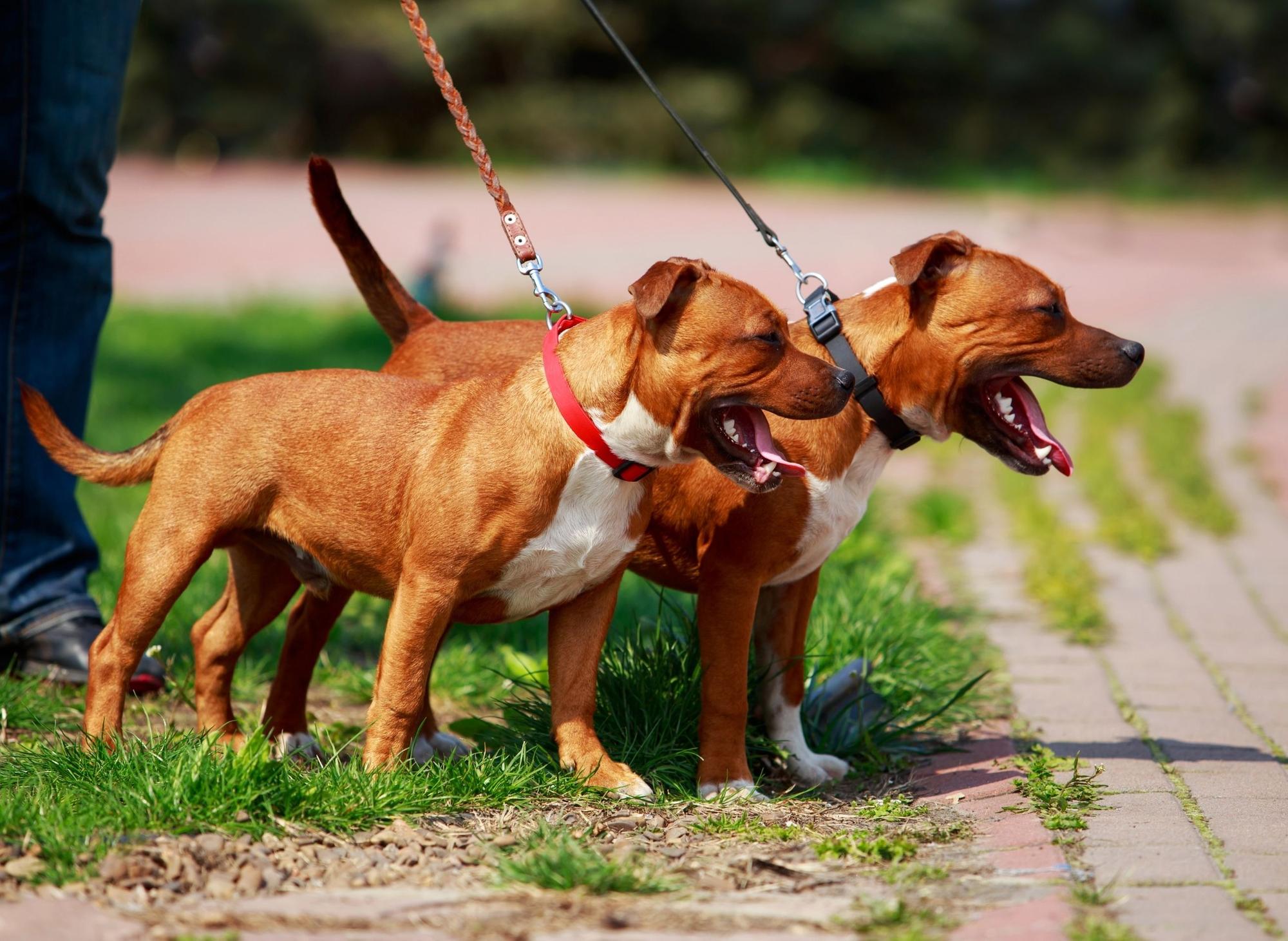 Peta staffordshire bull best sale terrier