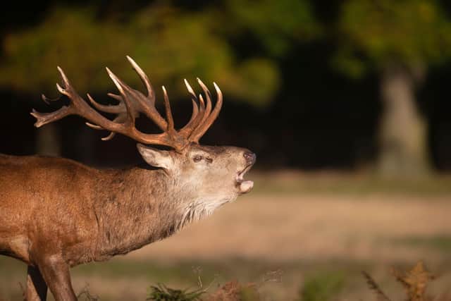 Red deer.