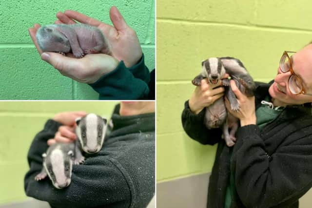 In pictures: A bundle of baby badgers are being reared by the Scottish SPCA after being separated from their mum