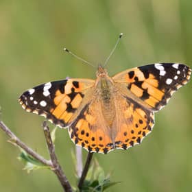 Conservationists said an unseasonably cold and wet spring had hit butterflies hard, which is why the Big Butterfly Count 2021 is important (Shutterstock)