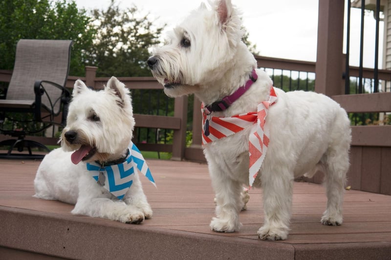 During the reign of James VI of Scotland, in the 16th century, the monarch gifted a dozen Scottish White Terriers to the Kingdom of France.