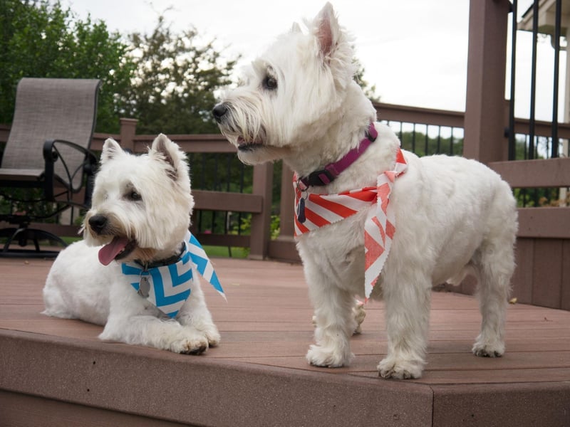 During the reign of James VI of Scotland, in the 16th century, the monarch gifted a dozen Scottish White Terriers to the Kingdom of France.