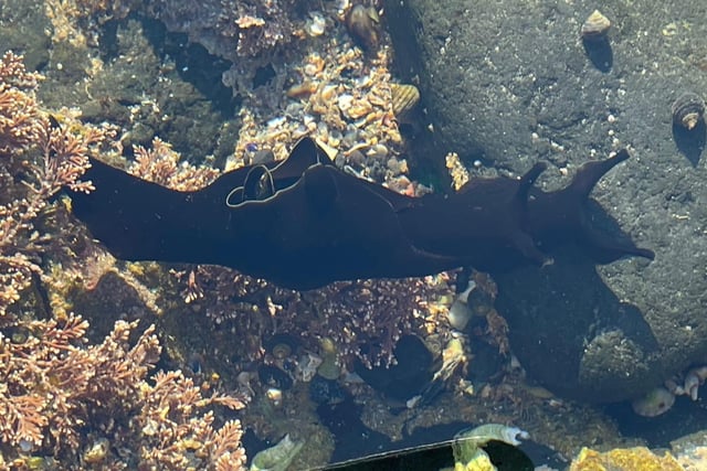 May is a great time to go rockpooling at low tide around Scotland's coastline. A sunny day with little wind will give you access to a fascinating underwater world without even having to get your feet wet. Look out for the weird and wonderful sea hare (pictured), a strange shell-less snail that grazes on seaweed.