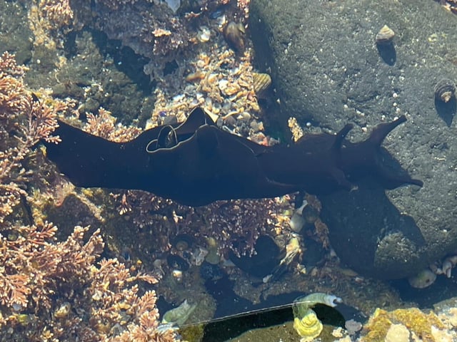 May is a great time to go rockpooling at low tide around Scotland's coastline. A sunny day with little wind will give you access to a fascinating underwater world without even having to get your feet wet. Look out for the weird and wonderful sea hare (pictured), a strange shell-less snail that grazes on seaweed.