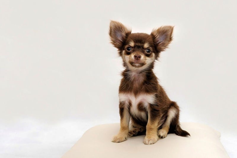 The world's smallest dog is also one of the most often stolen. The tiny Chihuahua accounts for 12 per cent of all thefts, with a dog worth around £1,009.53.