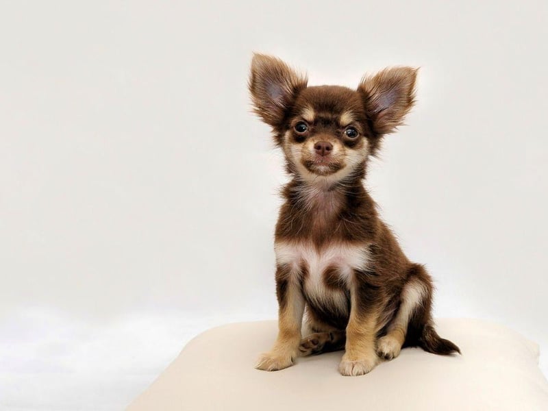 The world's smallest dog is also one of the most often stolen. The tiny Chihuahua accounts for 12 per cent of all thefts, with a dog worth around £1,009.53.
