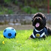 Archie the cockapoo wears a Scotland top in the old home of Third Lanark ahead of the 2021 Euros.