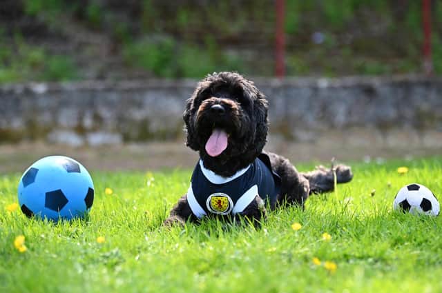 Archie the cockapoo wears a Scotland top in the old home of Third Lanark ahead of the 2021 Euros.