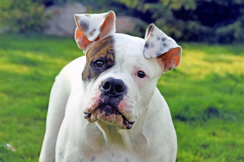 All four of the dog breeds that have the shortest lifespans, starting with the American Bulldog, are brachycephalic (flat-faced). The lower life expectancies are associated with the animals suffering from several conditions, including breathing problems and spinal disease. The American Bulldog lives for an average of 7.79 years.