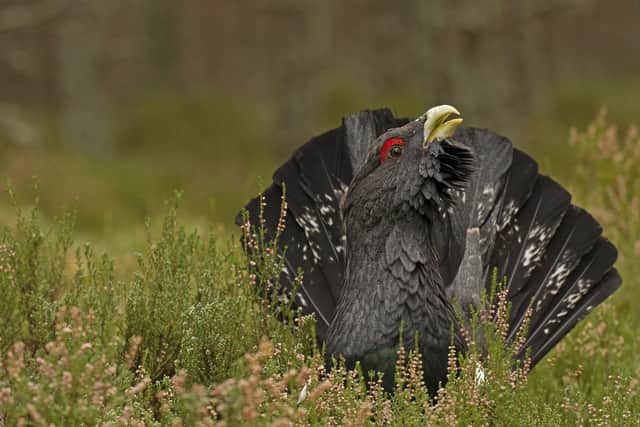 A Capercaillie, which is at real risk of extinction in the UK, with only 542 of the birds estimated to be left in Scotland. Picture: Dave Braddock/RSPB/PA Wire