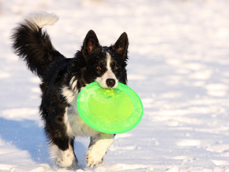 Get your dog a tug of war rope to enjoy a good game with them. If you have more than one dog, you could let them play together. However, be sure to keep an eye on them, as this type of game could encourage aggression.