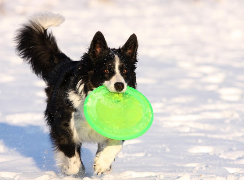 Get your dog a tug of war rope to enjoy a good game with them. If you have more than one dog, you could let them play together. However, be sure to keep an eye on them, as this type of game could encourage aggression.