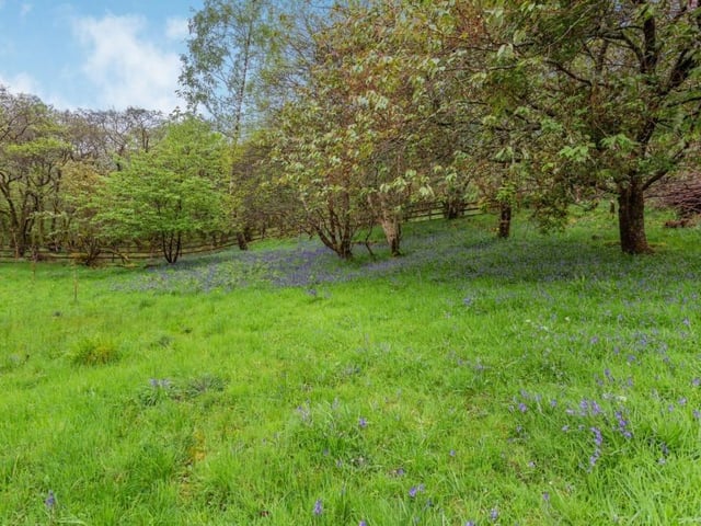 Wildflower pasture.