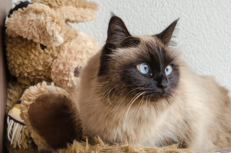 The Birman is a very gentle, affectionate breed which offers all you could want from a loyal, loving and faithful companion.