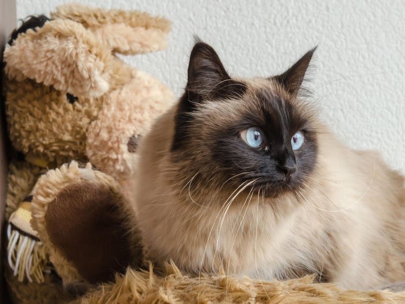 The Birman is a very gentle, affectionate breed which offers all you could want from a loyal, loving and faithful companion.