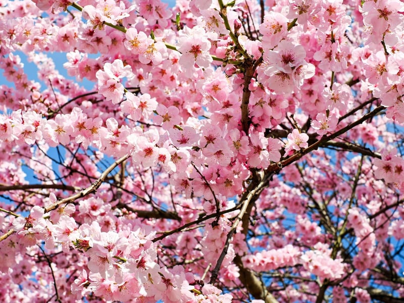 It may not be as famous as Japan, but Scotland enjoys a fairly impressive display of cherry blossom - from Kelvingrove Park in Glasgow to The Meadows in Edinburgh - with the colourful pink flowers starting to emerge by the end of March, depending on temperatures.