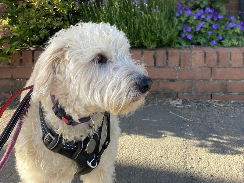 Mabel, a mixed breed rescue dog from Romania, at Nether Broughton polling station.