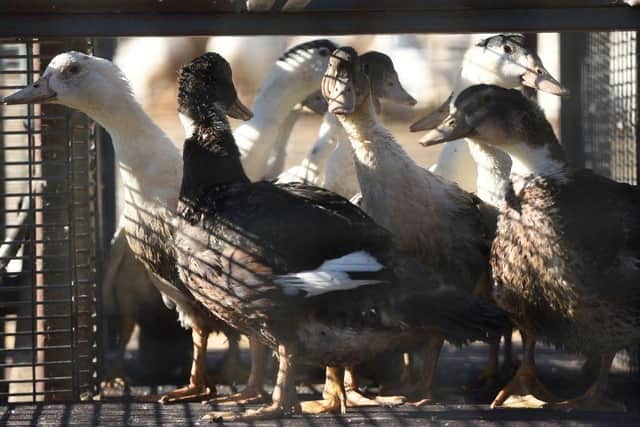 In France ducks await being sent to a slaughterhouse. The French government said on January 20 that it would cull more than one million birds in the coming weeks to fight a surging outbreak of avian flu on poultry farms. Photo by GAIZKA IROZ/AFP via Getty Images