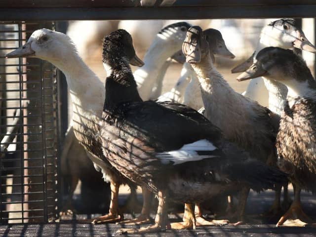 In France ducks await being sent to a slaughterhouse. The French government said on January 20 that it would cull more than one million birds in the coming weeks to fight a surging outbreak of avian flu on poultry farms. Photo by GAIZKA IROZ/AFP via Getty Images