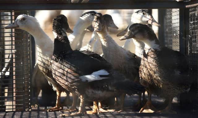 In France ducks await being sent to a slaughterhouse. The French government said on January 20 that it would cull more than one million birds in the coming weeks to fight a surging outbreak of avian flu on poultry farms. Photo by GAIZKA IROZ/AFP via Getty Images