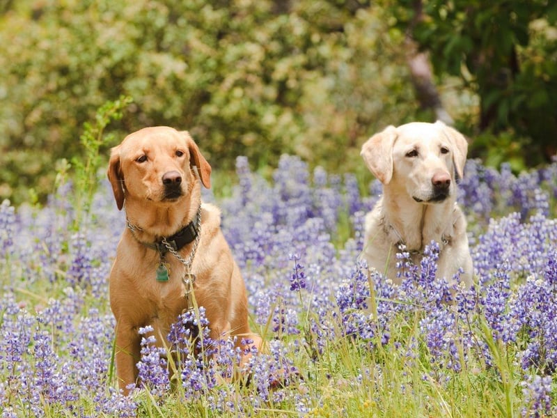 From show-stopping lavender carpets in Norfolk to happy sunflower displays in Wales, there’s plenty of flower fields to take your breath away with a wide range of colours and types of flowers. Each place provides an abundance of photo opportunities, so don’t forget to take a pretty wanderlust Summer selfie together.