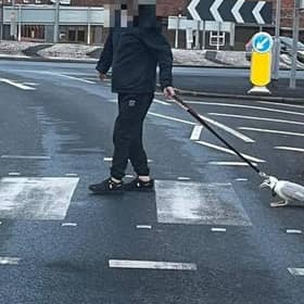 The man was seen walking the gull with a dog lead in Bispham on Monday, April 10. Pic credit: Alexander Faulkner
