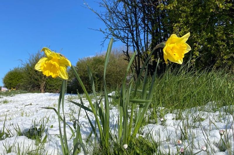 Daffodils continue to bring seasonal joy in Hart Village.
