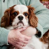 Dogs can make wonderful companions for the more elderly owner - but it's important to consider which breeds are most suitable.