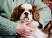 Dogs can make wonderful companions for the more elderly owner - but it's important to consider which breeds are most suitable.