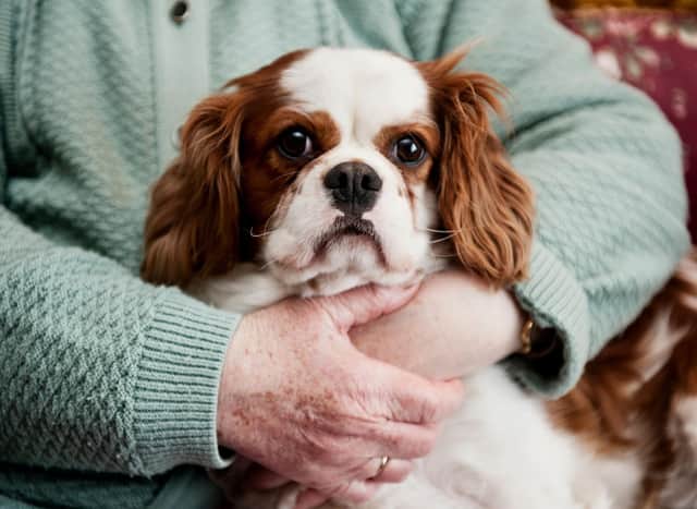 Dogs can make wonderful companions for the more elderly owner - but it's important to consider which breeds are most suitable.