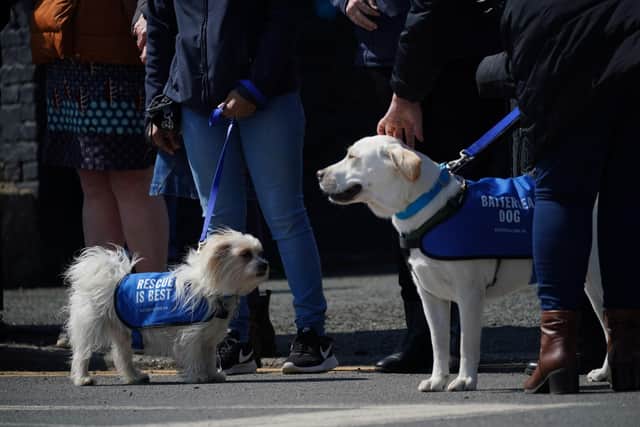 Dogs at the Walnut Tree Pub in Aldington, Kent, as they wait for Paul O'Grady's funeral cortege to travel through the village of Aldington, Kent. Picture: Yui Mok/PA Wire