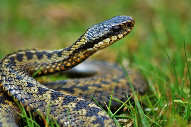 While many animals' breeding seasons are well underway, the adder is just emerging from hibernation and looking for romance. If you are lucky you might see two or more male adders 'dancing' - a fight where the snakes intertwine and attempt to push each other to the ground in a bid to mate with their female of choice.