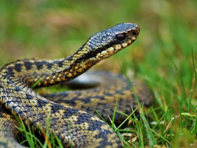 While many animals' breeding seasons are well underway, the adder is just emerging from hibernation and looking for romance. If you are lucky you might see two or more male adders 'dancing' - a fight where the snakes intertwine and attempt to push each other to the ground in a bid to mate with their female of choice.