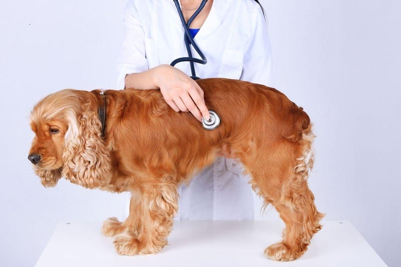 Owners of friendly and loyal Cocker Spaniels should be aware that their pet is susceptible to a range of health issues, including a variety of orthopaedic issues, epilepsy, heart disease and liver disease.