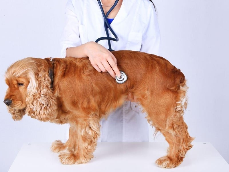Owners of friendly and loyal Cocker Spaniels should be aware that their pet is susceptible to a range of health issues, including a variety of orthopaedic issues, epilepsy, heart disease and liver disease.