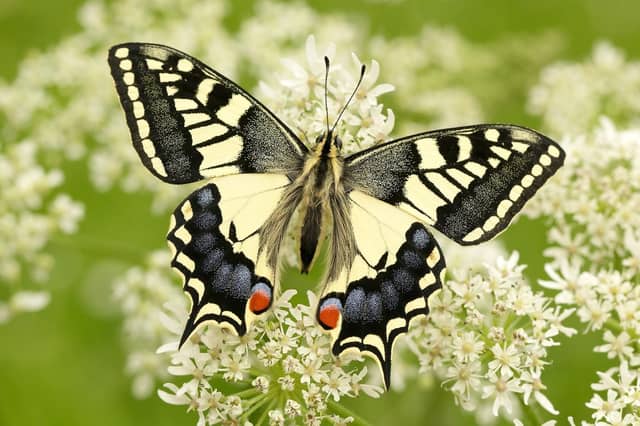 The Swallowtail is one of the threatened species of British butterfly (photo: Iain H Leach)