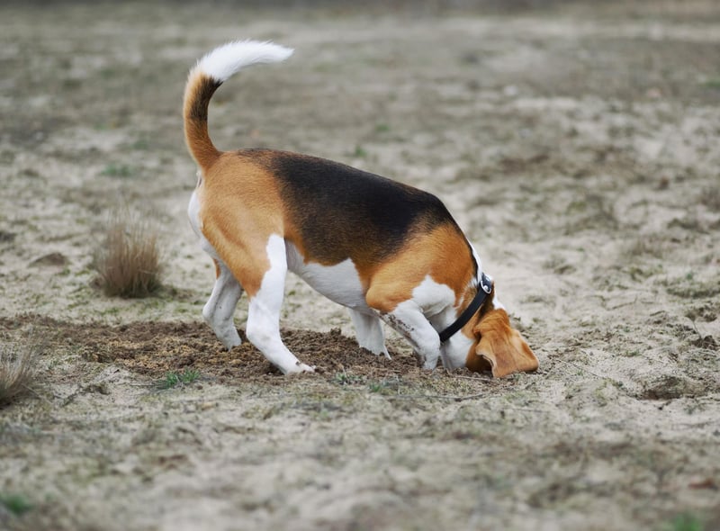 The Beagle is a specialist in hunting rabbits and hares, chasing and following them down burrows. Even if there's no sign of a single rabbit in your garden, they'll probably still dig it up to make doubly sure.