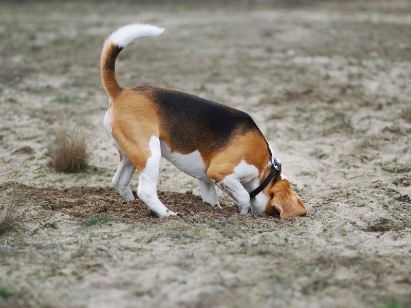 The Beagle is a specialist in hunting rabbits and hares, chasing and following them down burrows. Even if there's no sign of a single rabbit in your garden, they'll probably still dig it up to make doubly sure.