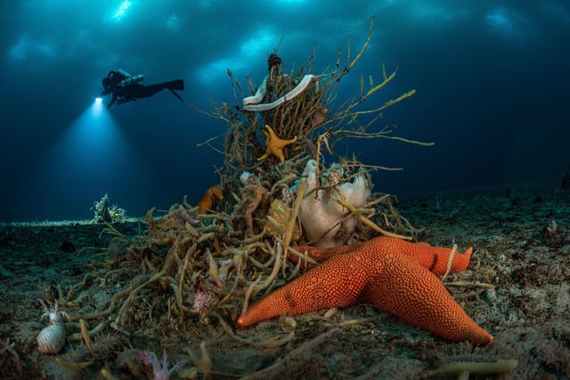Wildlife Photographer of the Year is developed and produced by the Natural History Museum, London. Undated handout photo issued by Natural History Museum of Under Antarctic ice by Laurent Ballesta, winner of the Portfolio Award category at the Wildlife Photographer of the Year competition.