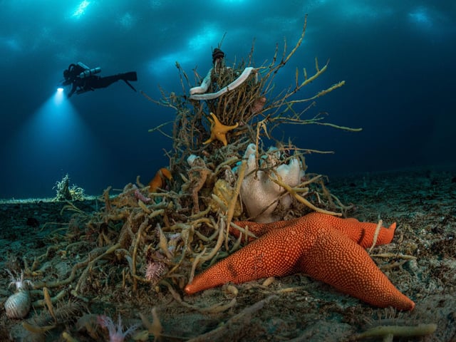 Wildlife Photographer of the Year is developed and produced by the Natural History Museum, London. Undated handout photo issued by Natural History Museum of Under Antarctic ice by Laurent Ballesta, winner of the Portfolio Award category at the Wildlife Photographer of the Year competition.